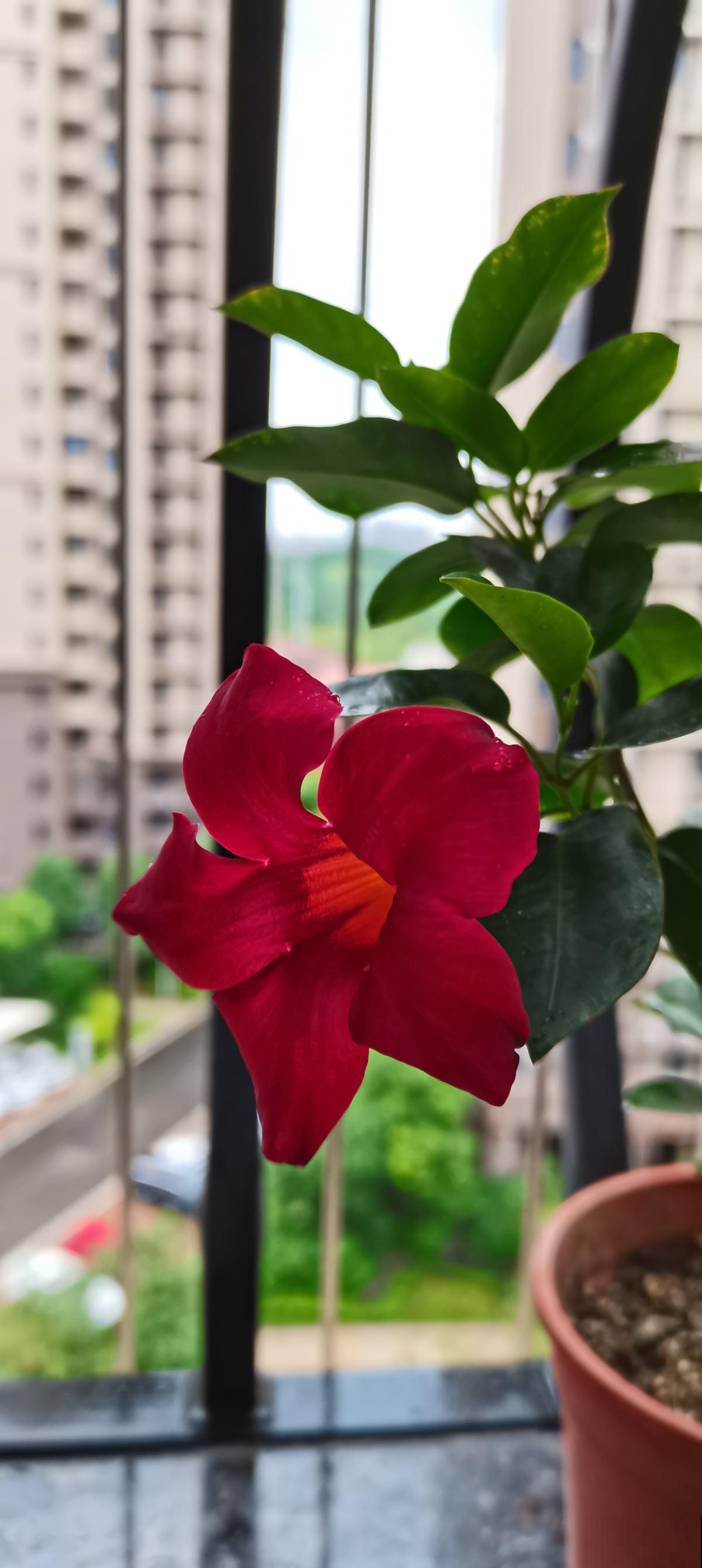 家里有个南阳台，就养这6种花，养了才知道是“真香”