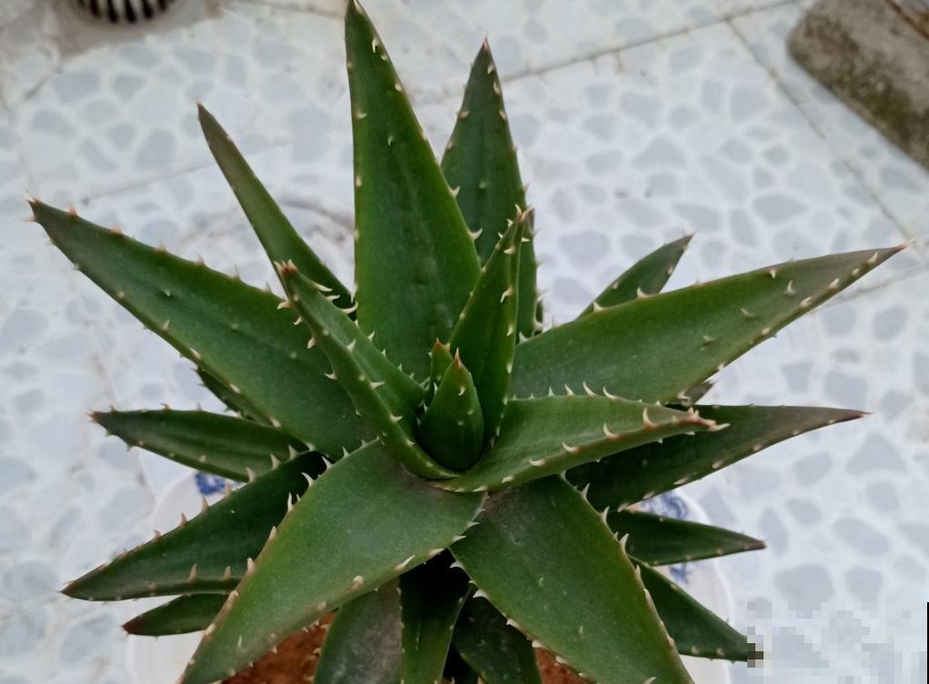 卧室就养这5种“催眠花”，一觉睡到大天亮，人养花花更养人