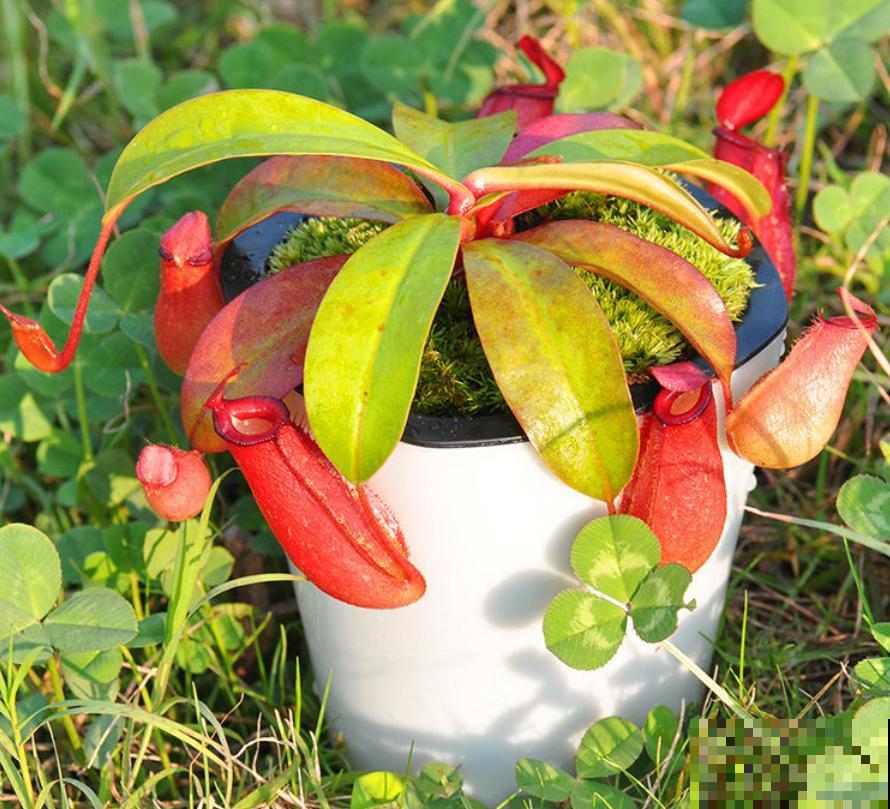 7种花养在家,可爱又个性,开花像小动物 7种花养在家,可爱又个性,开花像小动物