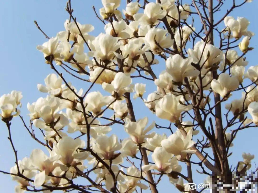 家里养8种“守家树”，红红火火特别旺运，镇宅好福气