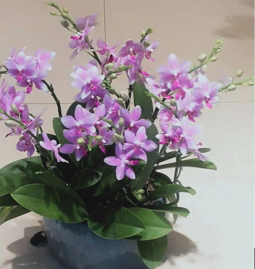 能开大半年的“蝴蝶花”,皮实耐阴好养活,养在家里喜庆热闹 能开大半年的“蝴蝶花”,皮实耐阴好养活,养在家里喜庆热闹