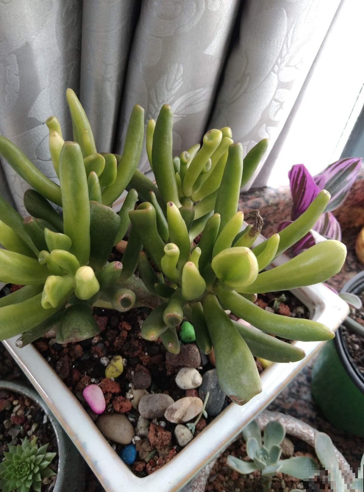 家里养的筒叶花月,还有“吸财”好兆头,养1盆真的不够 家里养的筒叶花月,还有“吸财”好兆头,养1盆真的不够