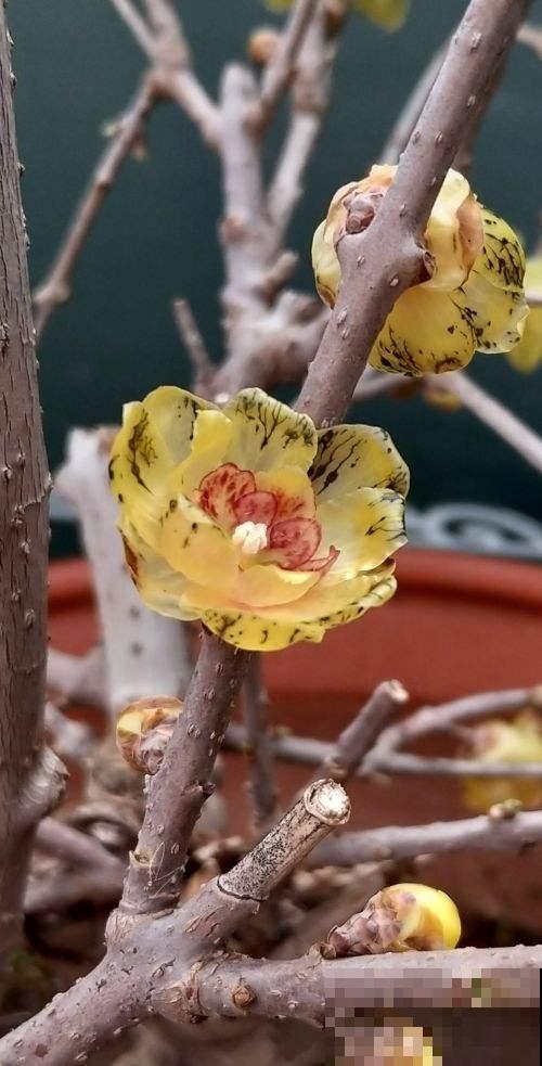 4种花摇身一变超美“老桩”，精致又贵气，价格翻一倍