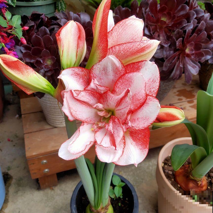 一种花,不用土也能呼呼开花,花朵比脸还大,喜庆吉祥 一种花,不用土也能呼呼开花,花朵比脸还大,喜庆吉祥