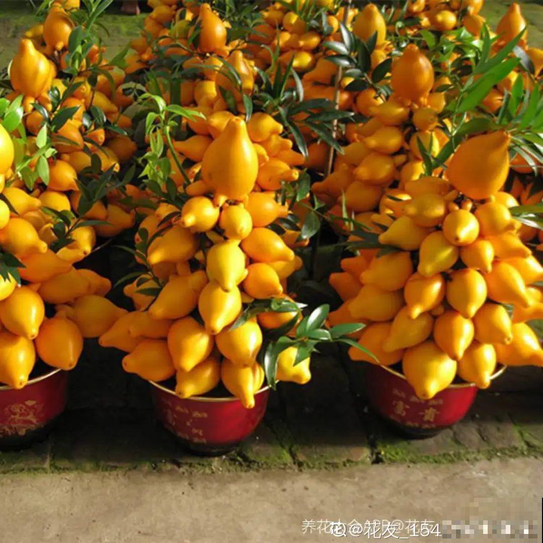 6种植物挂满果子,喜庆热闹,半年都不掉 6种植物挂满果子,喜庆热闹,半年都不掉