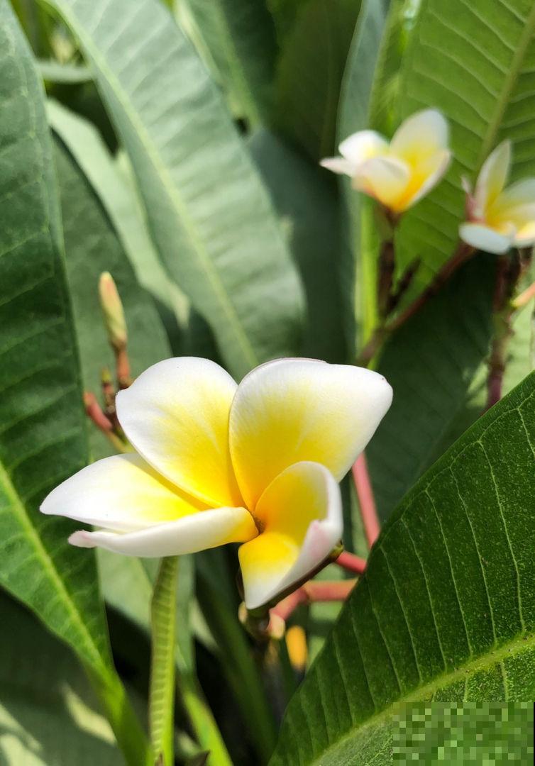 1种花，开起来像熟鸡蛋，忍不住想咬下去