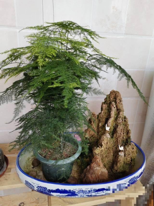 家里的文竹开满花，内行人一看：好运气要来了