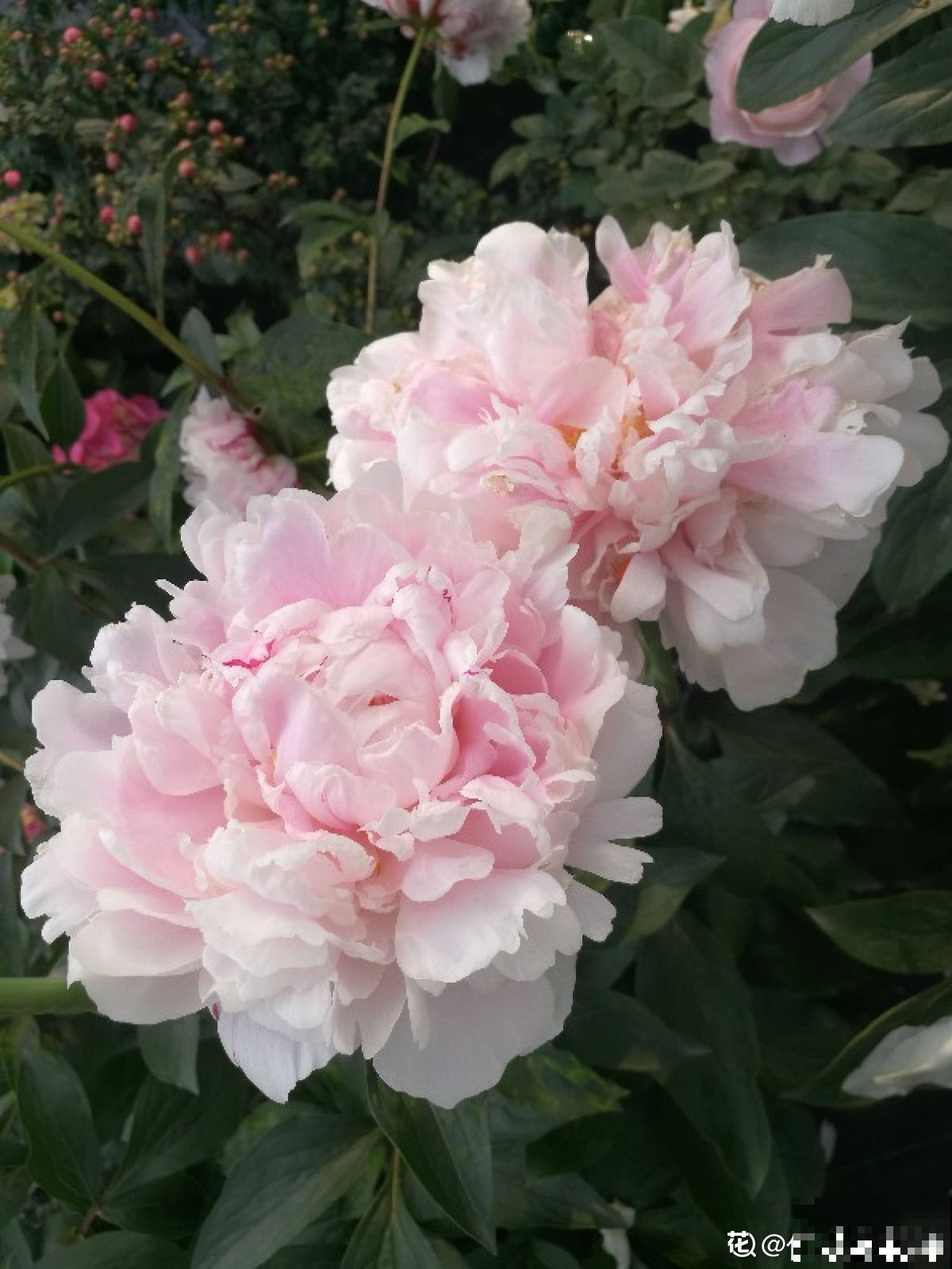 芍药和牡丹，傻傻分不清楚，6个方法教你快速区别