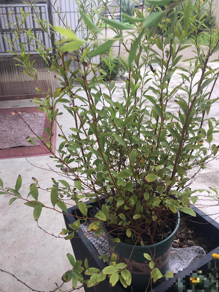 买了1把枯树枝,开花比下雪还好看,有格调的人都爱养 买了1把枯树枝,开花比下雪还好看,有格调的人都爱养