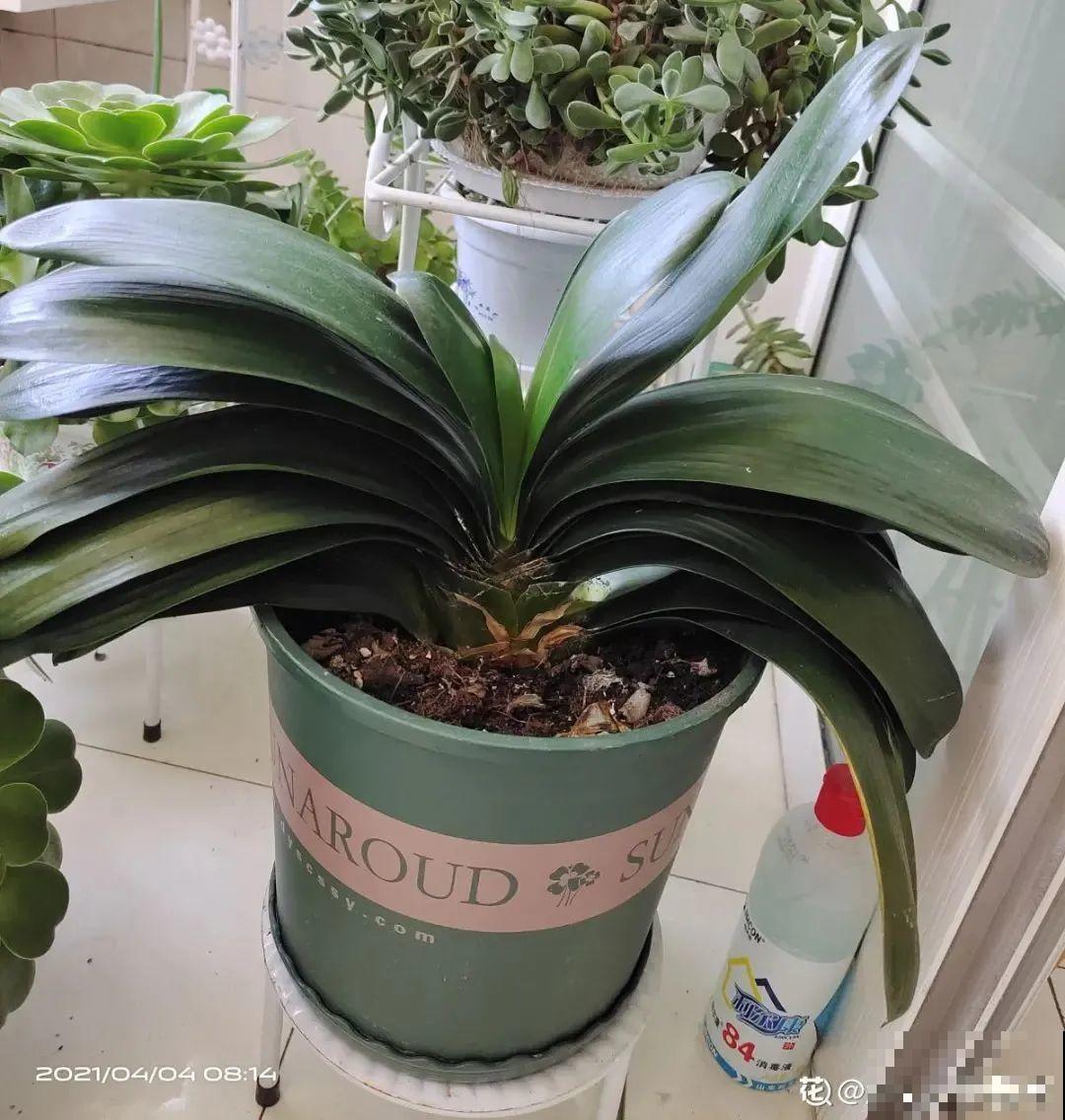 端庄好看的君子兰，适合过年养，寿命长，能活几十年