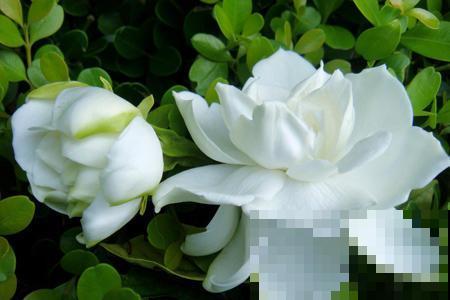 南方烂大街的4种植物，到了北方，一株都养不活