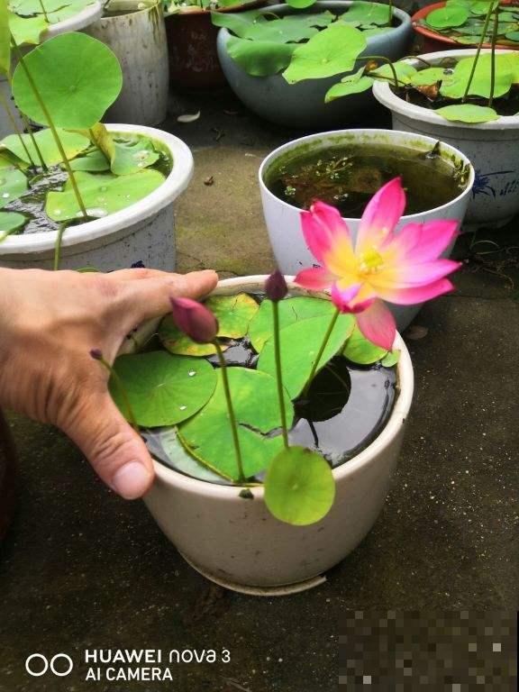 名字谐音晦气的6种植物，老人不让养，非要扔出家门