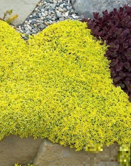 家里养花就养“黄金满地”,满满好兆头,大户人家的“香饽饽” 家里养花就养“黄金满地”,满满好兆头,大户人家的“香饽饽”