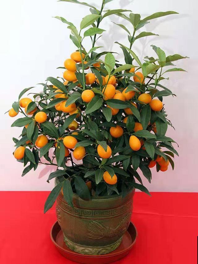 10种“财神花”养家里,吉祥寓意好兆头,越养越喜欢 10种“财神花”养家里,吉祥寓意好兆头,越养越喜欢