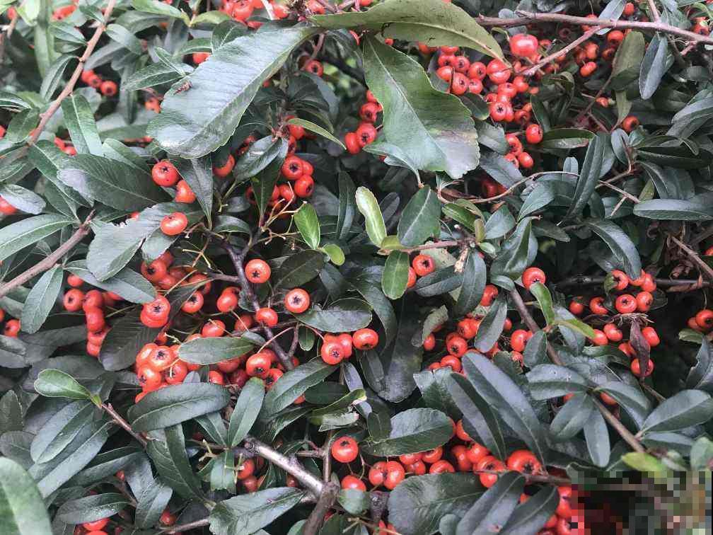 养花这么多年，“4种树”很值钱，个个都是“摇钱树”