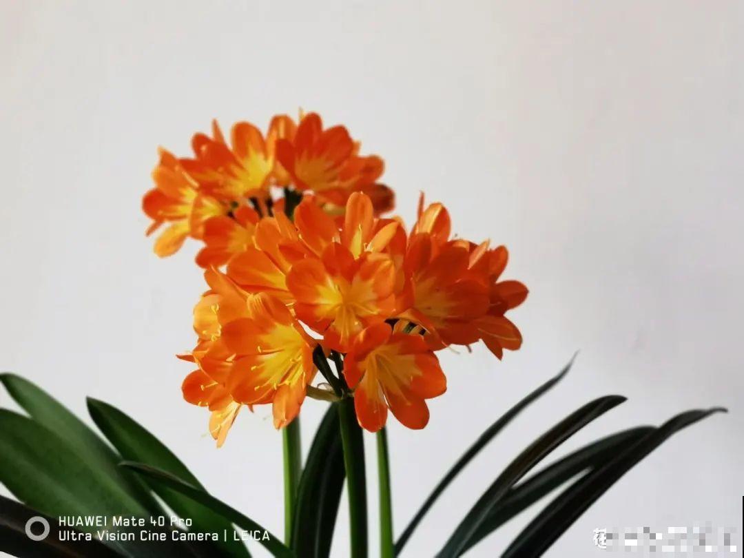 6种花好养活，超适合新手，养护看这篇就够了