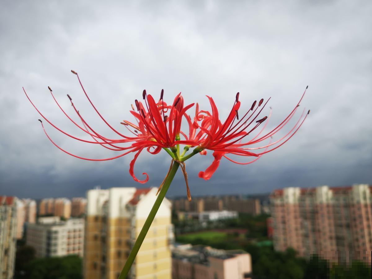 拍的花太丑被嘲笑，学了这5个拍照方法，我的朋友圈点赞无数