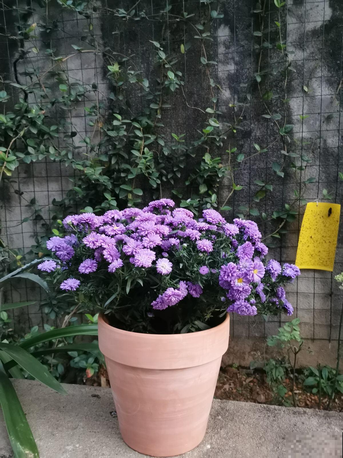 人在农村小院,种下这四种花,独享私人花海 人在农村小院,种下这四种花,独享私人花海