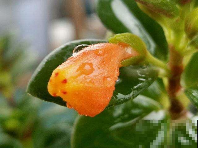 1种吊兰，长得像金鱼，养护只需5个步骤