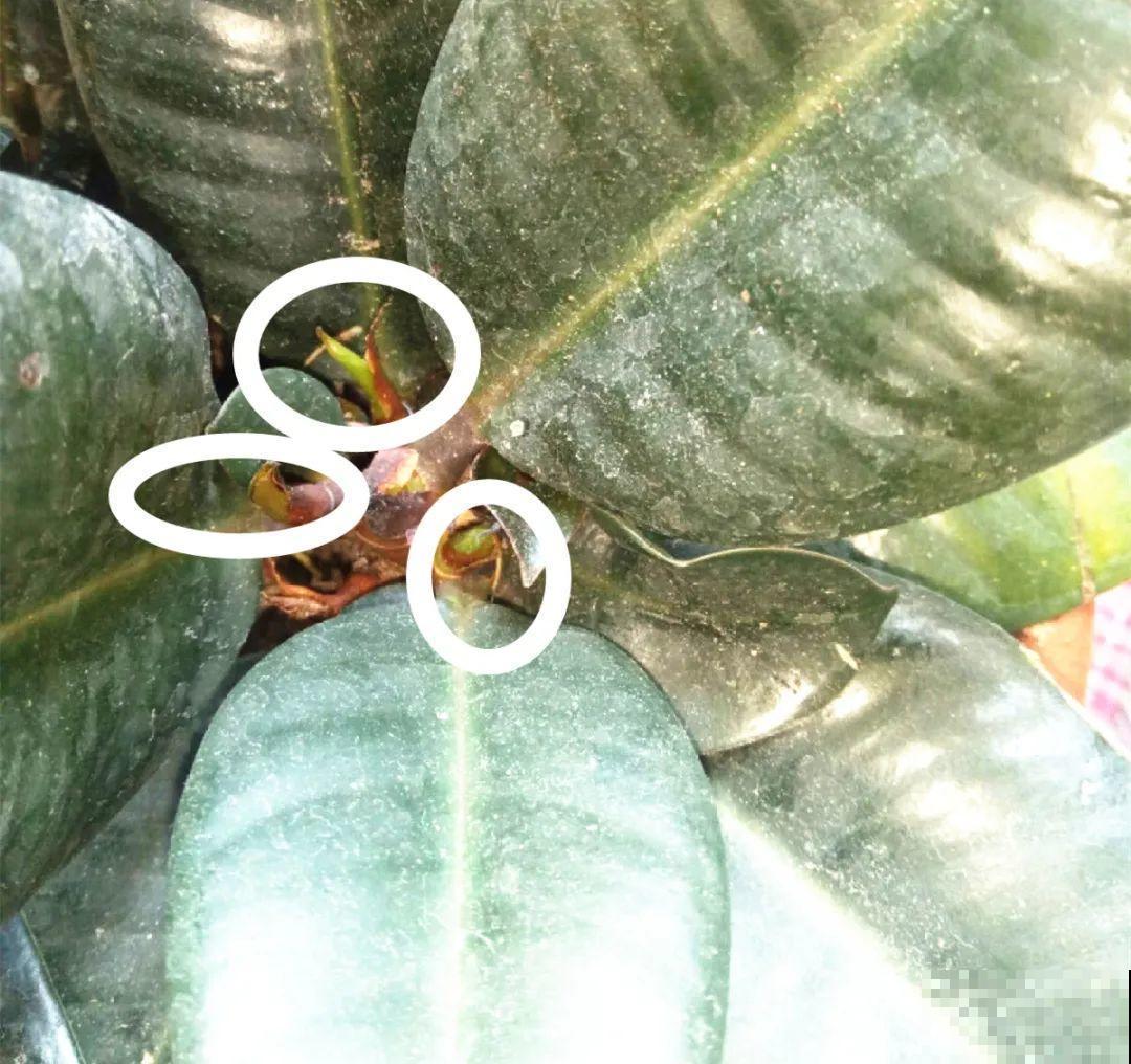 10种花得穷养，盆越小、水越少，越长得旺