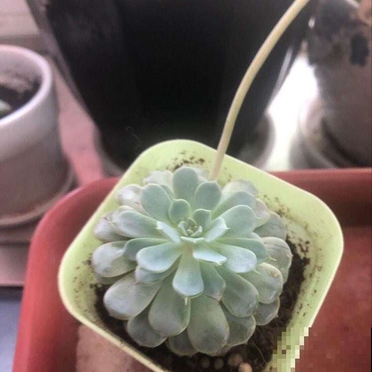 3年没买多肉,活着的都养成了老桩,也成了我的情感寄托 3年没买多肉,活着的都养成了老桩,也成了我的情感寄托