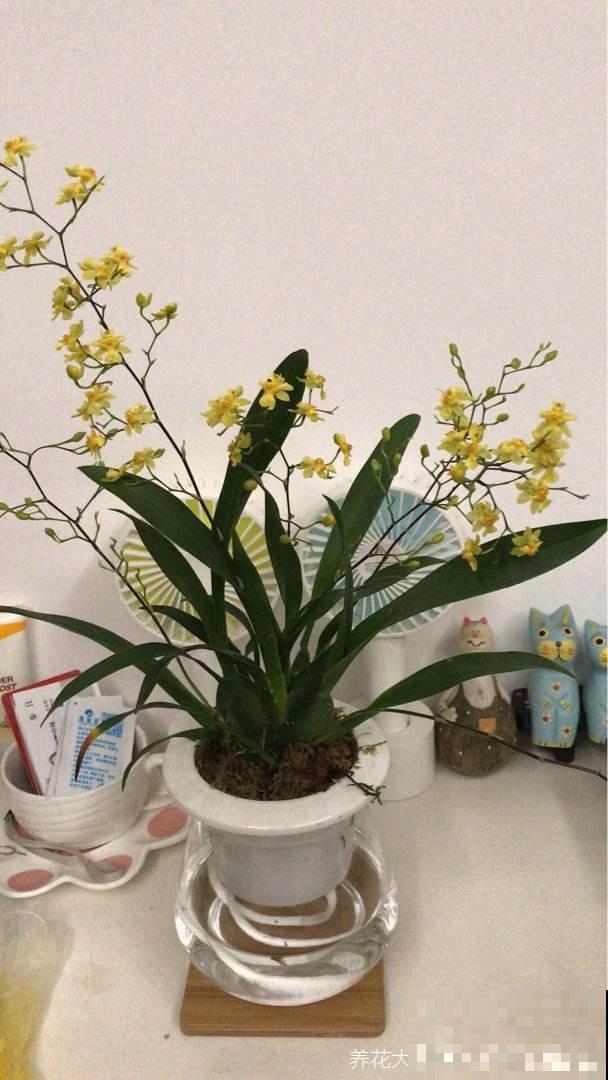 秋冬养盆“梦香兰”,花开一串满屋飘香,关键还耐阴 秋冬养盆“梦香兰”,花开一串满屋飘香,关键还耐阴