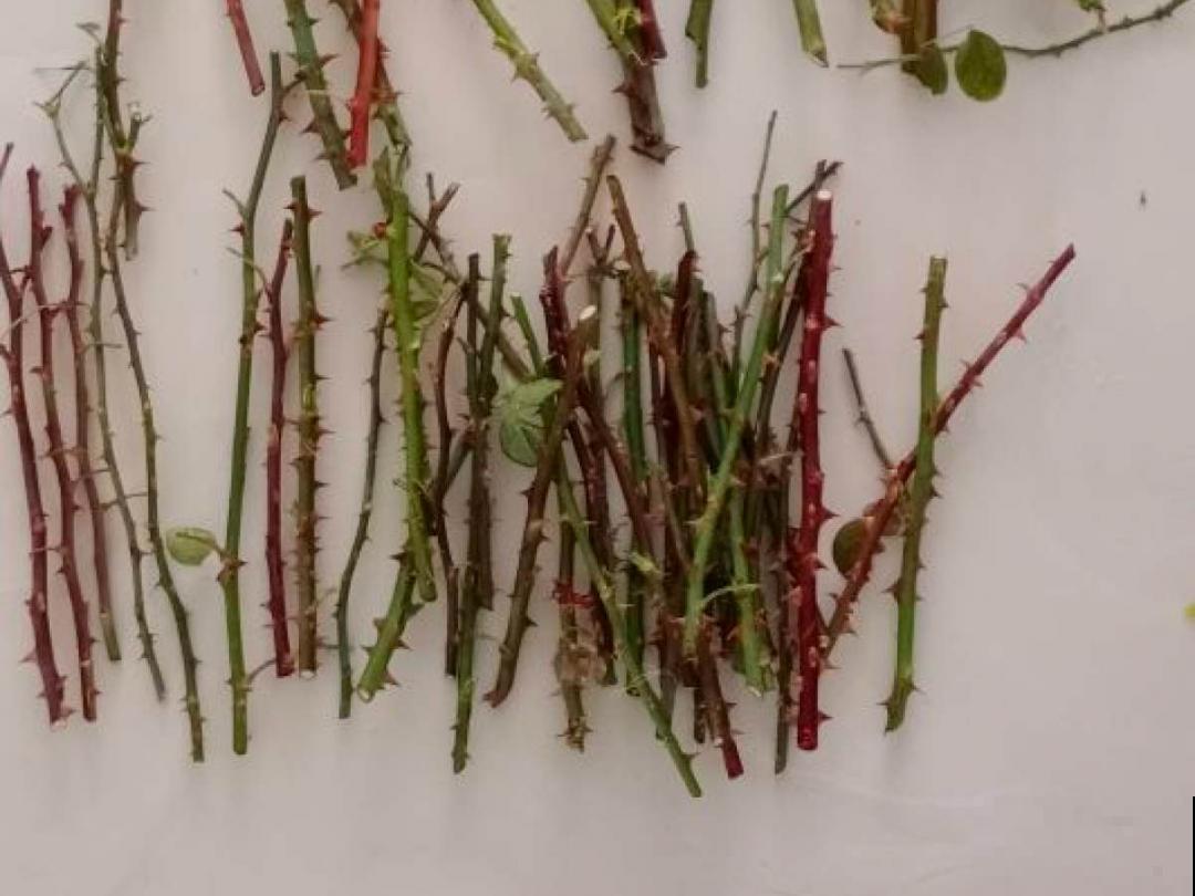 冬天扦插6种花，简单易成活，一盆变多盆