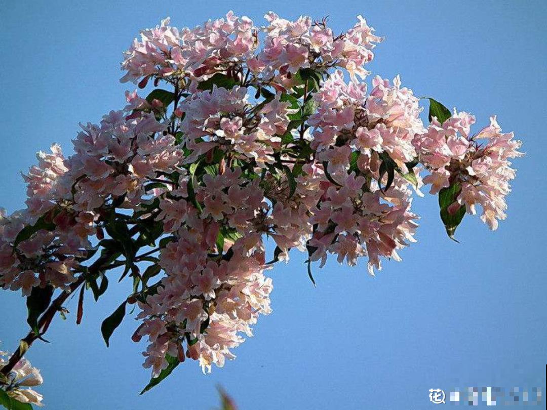 7种花养在家,可爱又个性,开花像小动物 7种花养在家,可爱又个性,开花像小动物