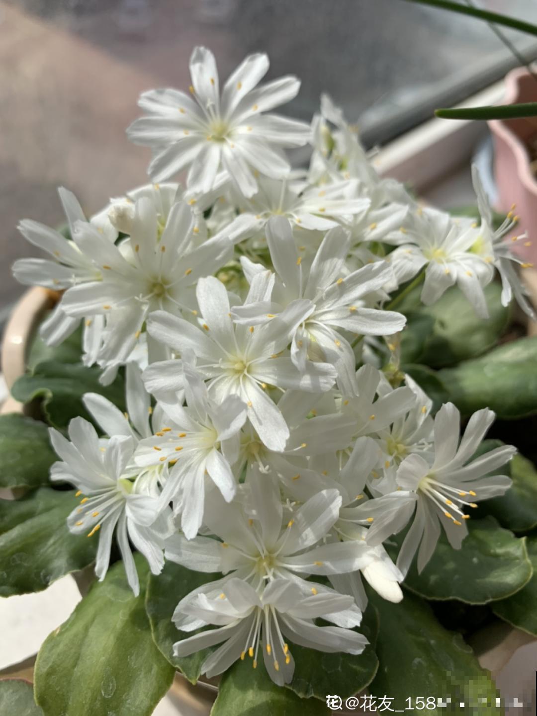 颜值超高的小清新植物,一年到头都在开花,而且越开花越多 颜值超高的小清新植物,一年到头都在开花,而且越开花越多