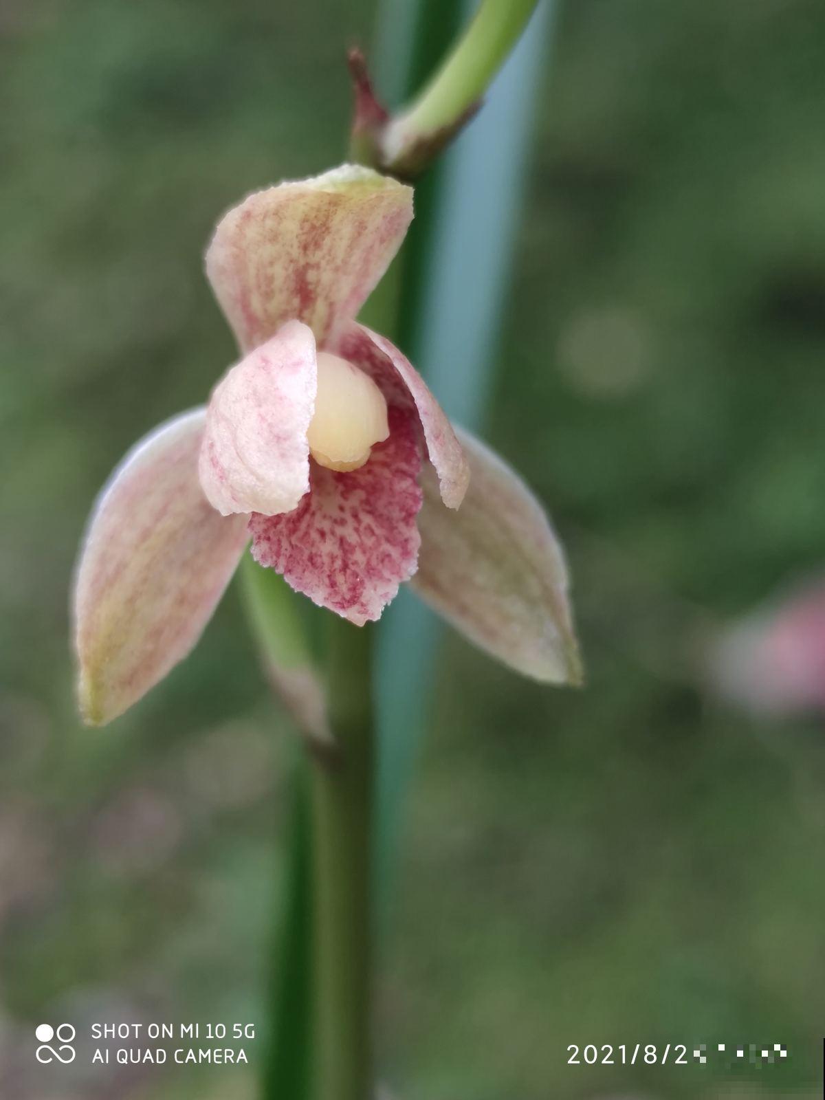 4种花9月份要及时翻盆，开花才会爆，不然明年没花看
