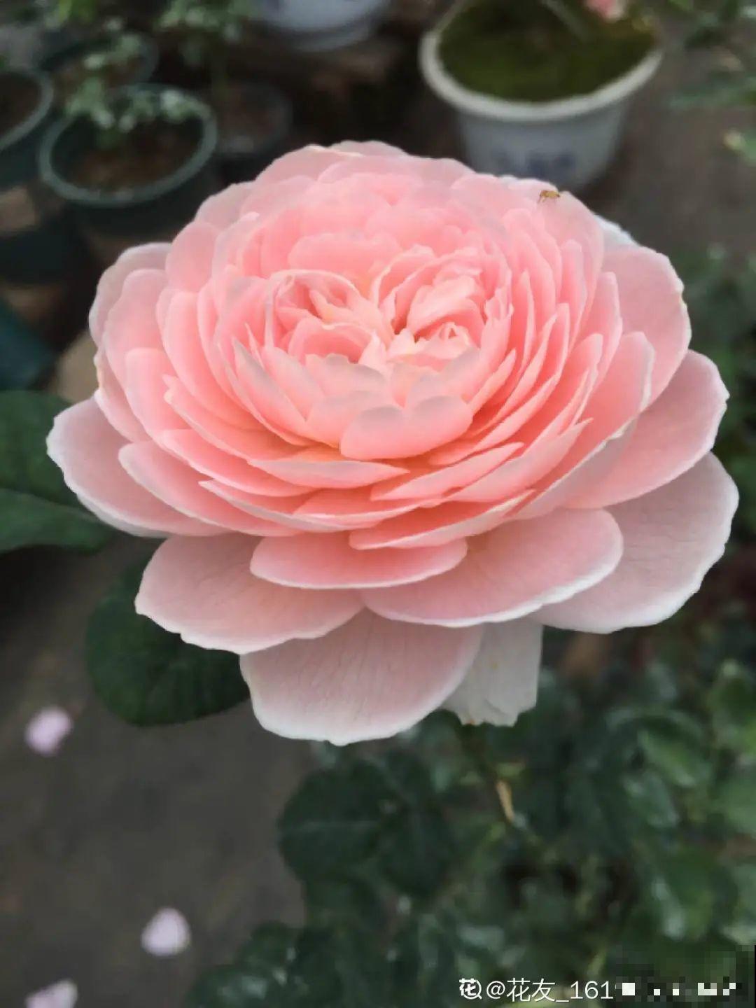 5种花,要是秋天不扦插,错过还得等1年! 5种花,要是秋天不扦插,错过还得等1年!