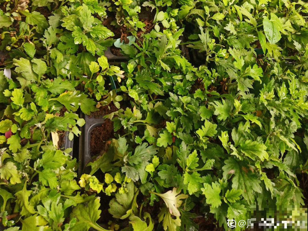 冬天扦插6种花，简单易成活，一盆变多盆