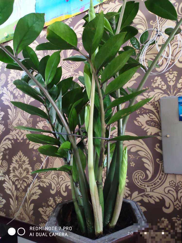 家里摆一盆金钱树，招财进宝寓意好，长得壮福气旺