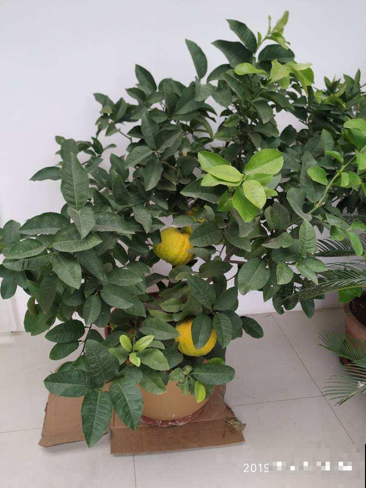 5种树,种在家里能旺宅,赶紧搬回家 5种树,种在家里能旺宅,赶紧搬回家