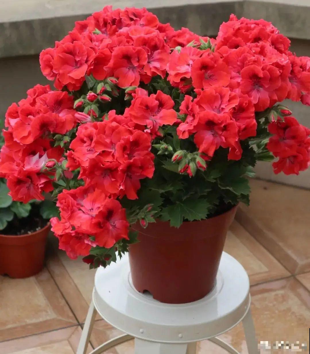 买茶花也要注意“坑”，注意5要点，叶子挺立有精神