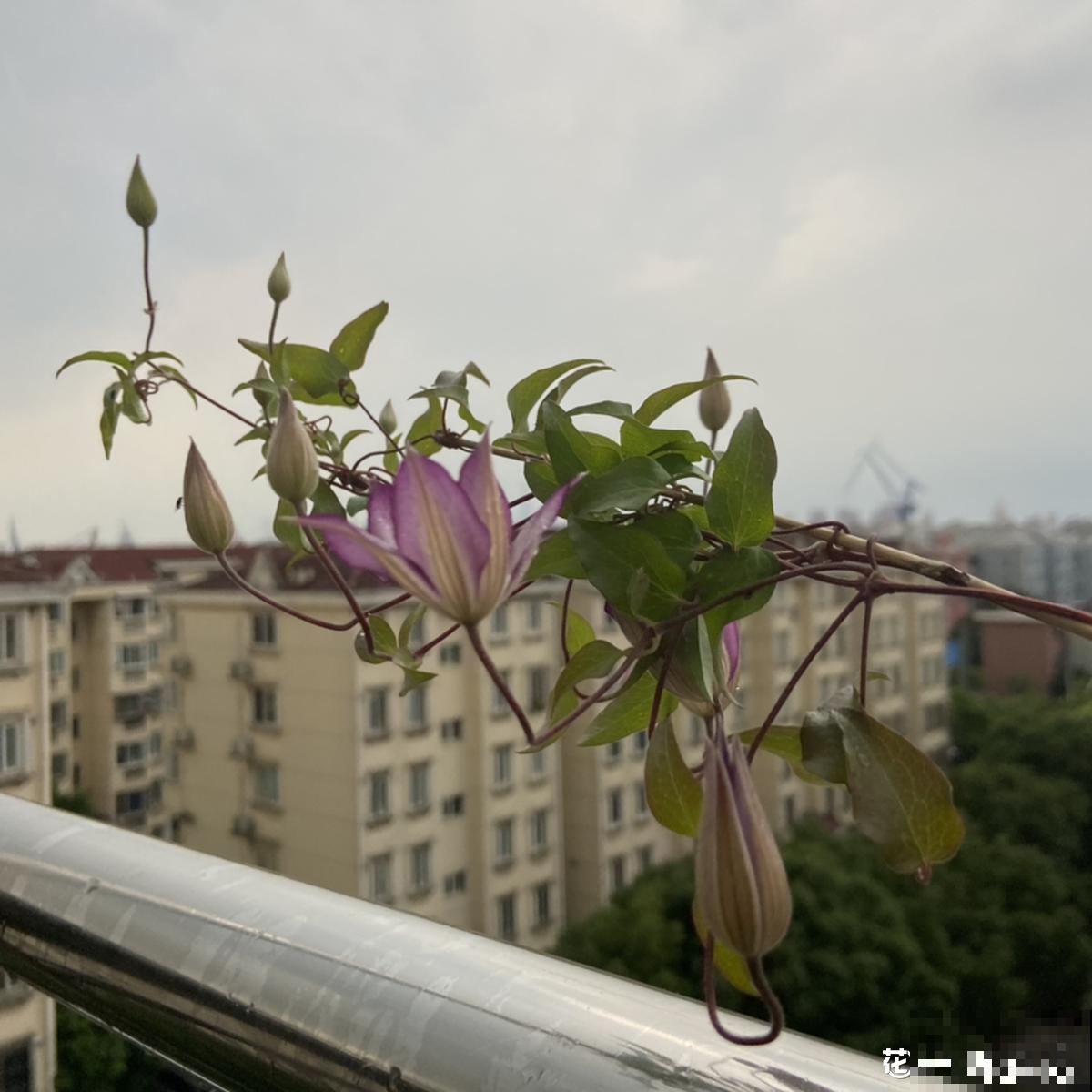 9种花，适合在阳台养，阳台全年开满花，小阳台变“花海”