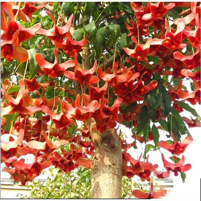 1种花俗称“摇钱树”，满盆长满小元宝，大吉大利，好看吉祥！