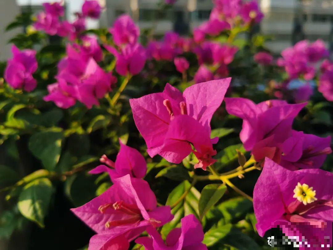 现在给花上秋肥，杆子粗、叶子密，不然冬天都冻死