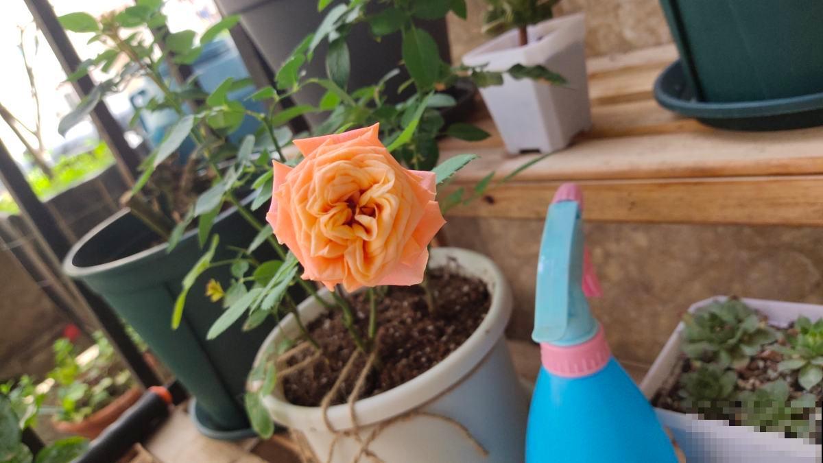 5种花现在别换盆,掉花落叶没商量,一不小心只剩光盆 5种花现在别换盆,掉花落叶没商量,一不小心只剩光盆