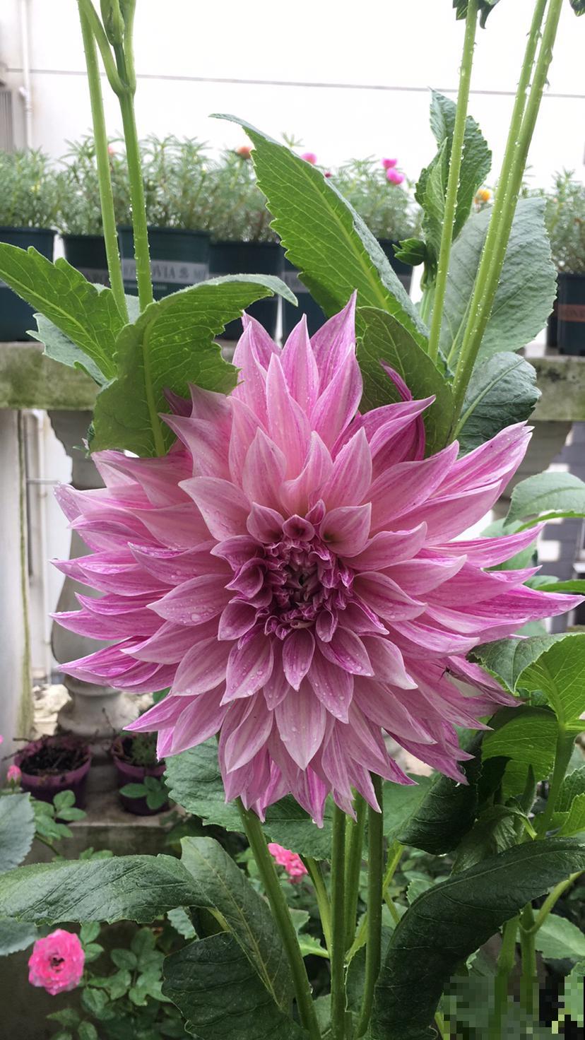 只是在家养了盆大丽花，开花竟然比牡丹还美，惹得邻居直称赞