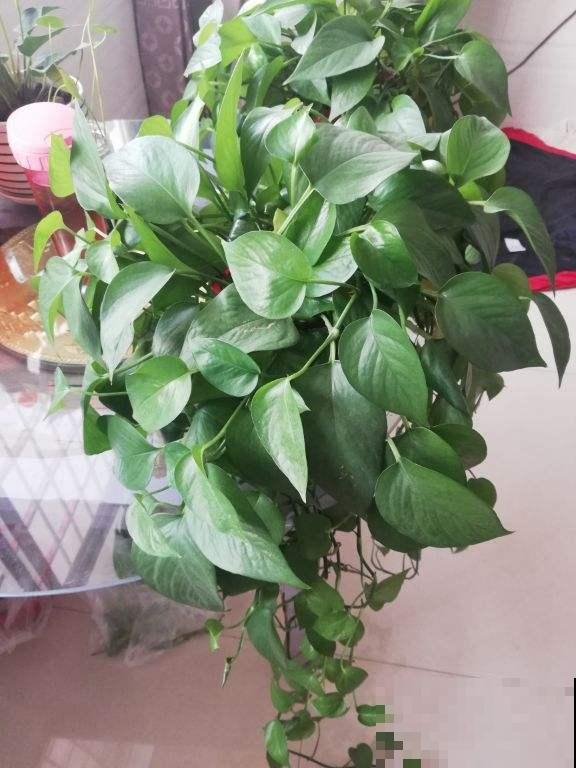 养绿萝要学会找“小机关”，学会“打开机关”，绿萝叶子油亮反光