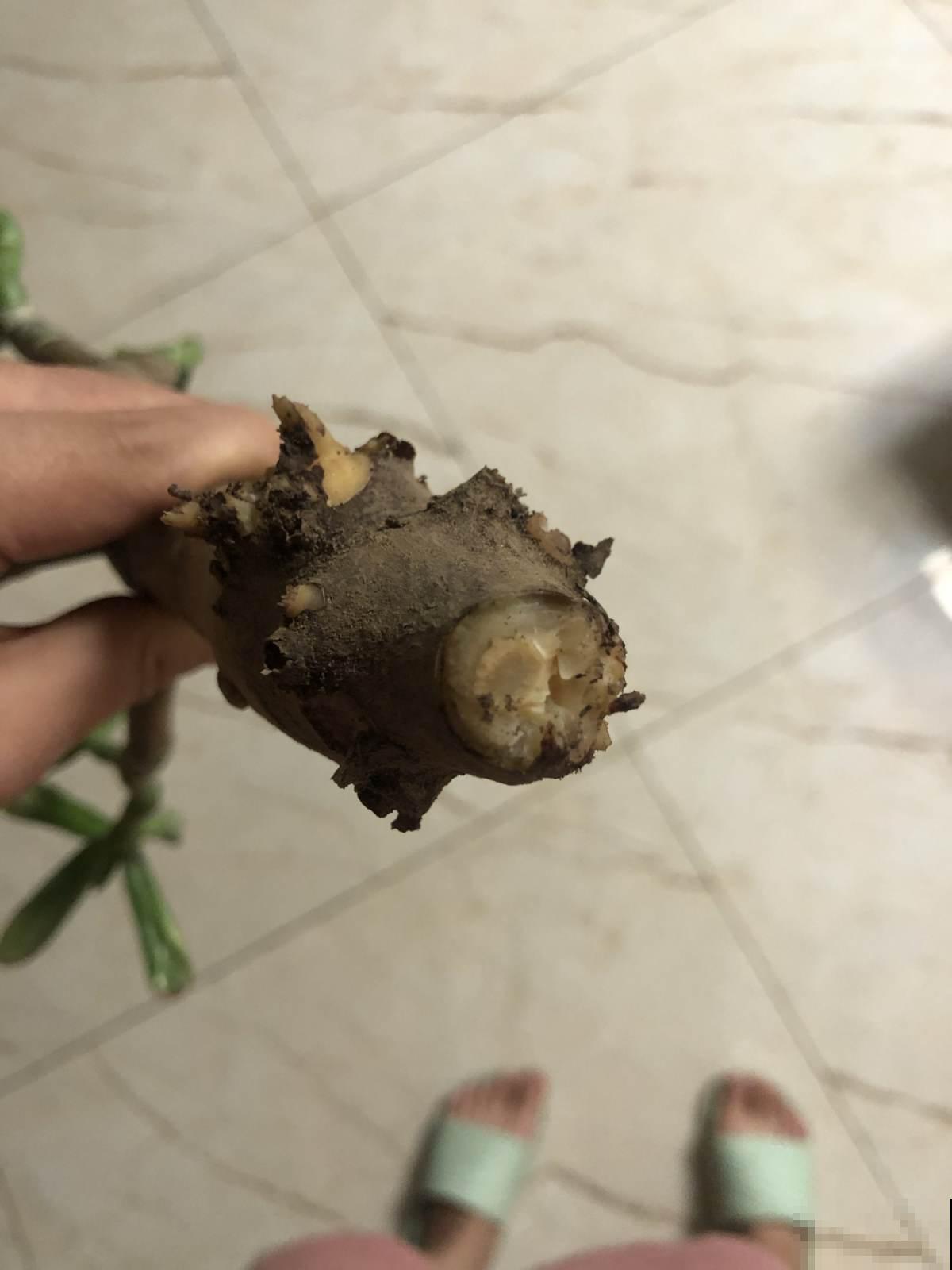 5大“养花精英”教你如何养花，笑死人不偿命系列，直呼“哇塞”