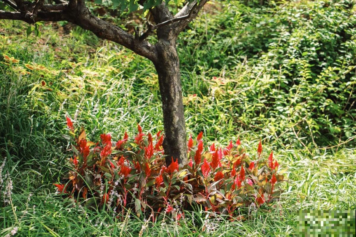 这种花农村常见，老辈人最熟悉，城市里几乎找不到