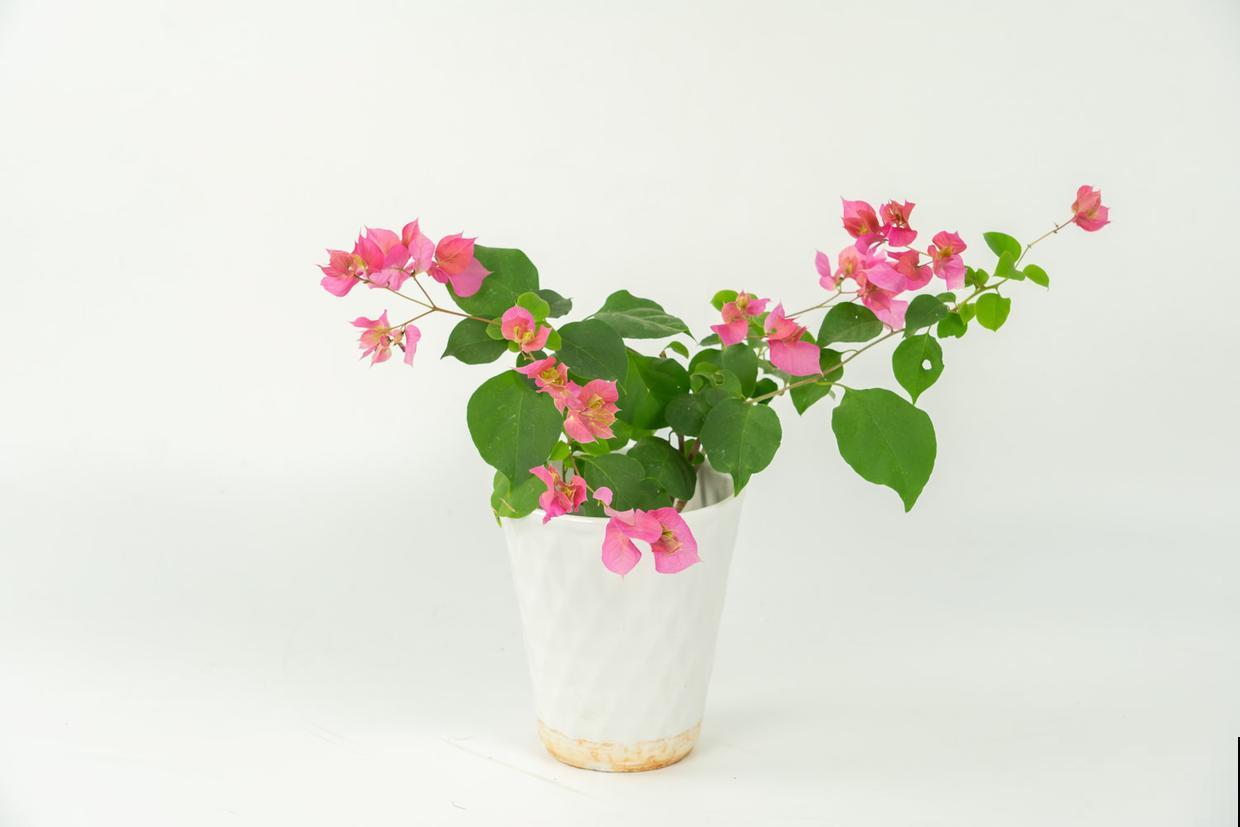 一年四季都开的6种花，开不腻，就怕你看腻