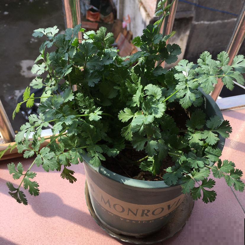 蔬菜头别扔,种土里乎乎长小苗,半个月就能吃 蔬菜头别扔,种土里乎乎长小苗,半个月就能吃