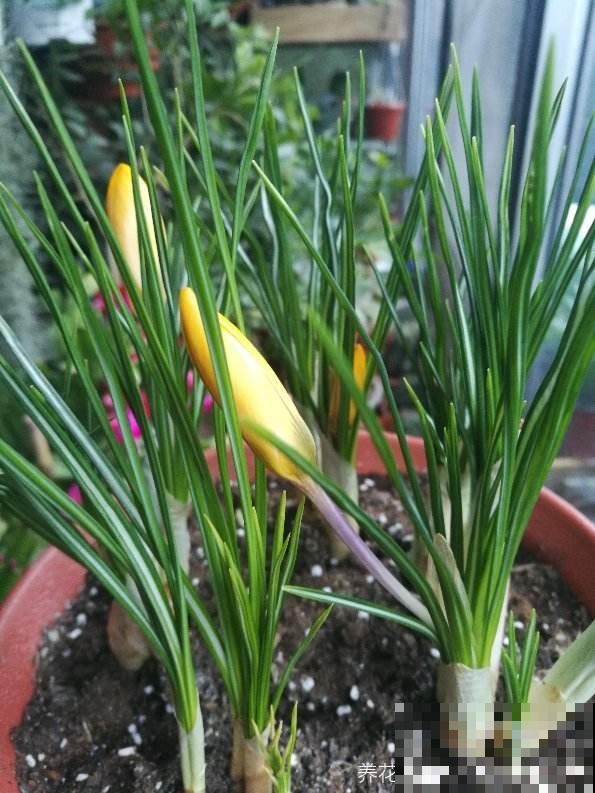 喜欢养花的女人,就养一盆番红花,养人养身心 喜欢养花的女人,就养一盆番红花,养人养身心