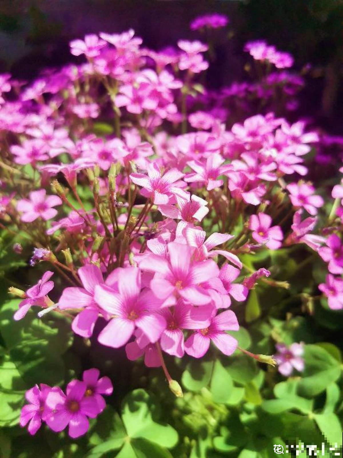 4种花9月份要及时翻盆，开花才会爆，不然明年没花看