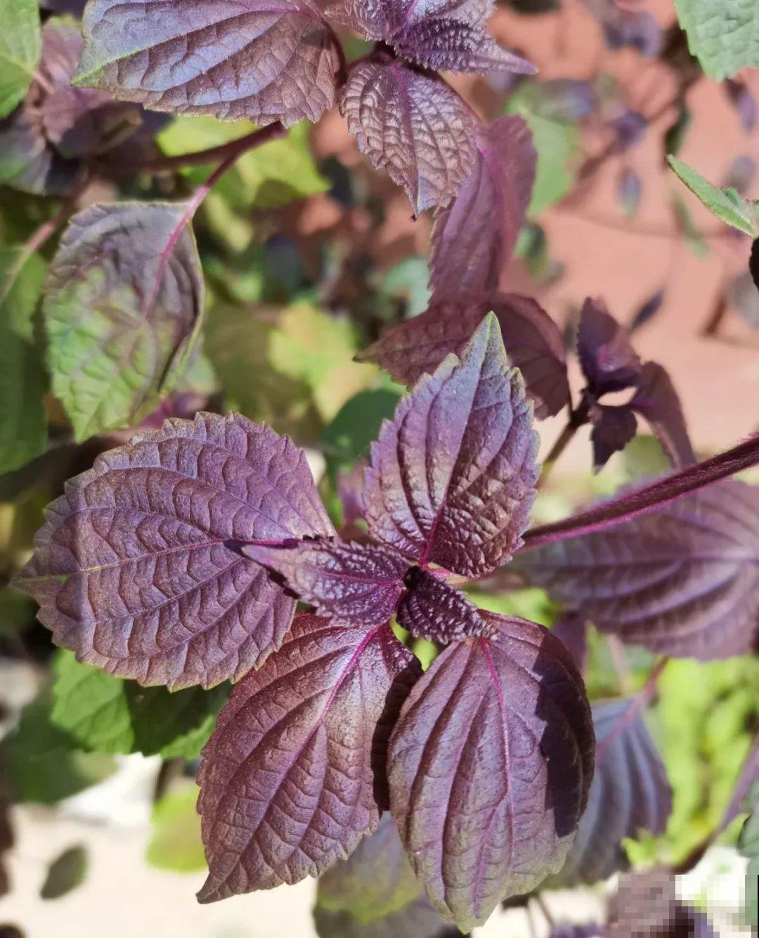 6种盆栽能吃,掐掉一节很快冒新芽,味道芳香营养丰富 6种盆栽能吃,掐掉一节很快冒新芽,味道芳香营养丰富