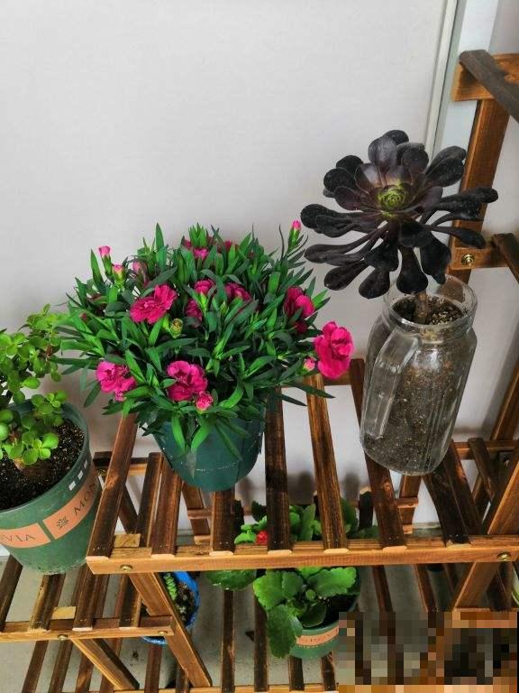 养花时忌讳的4件事，经常做相当于“杀死花卉”，最后只剩个空盆