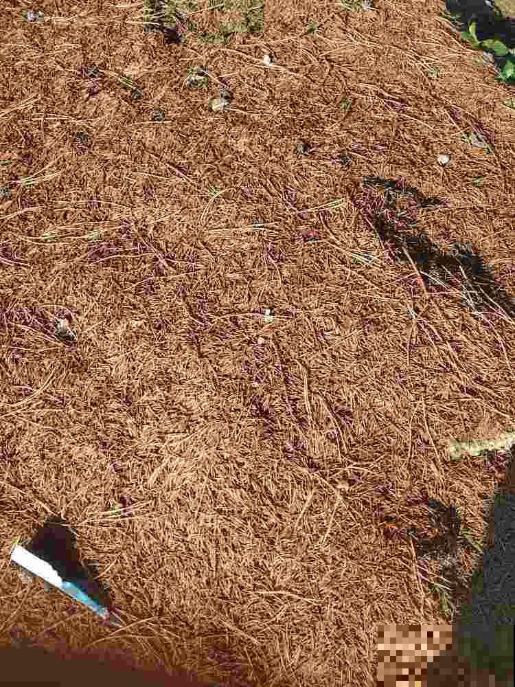 路边捡4种“垃圾”，和土壤掺一起，就是养花万能土，省一大笔钱